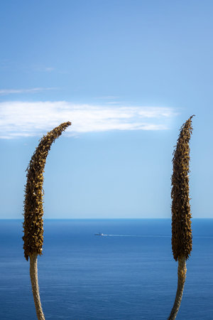 Blue serenity. A simple minimalist photo that can be interpreted in various ways. Has an abstract feel to it. Mediterranean sea horizon framed by two decayed Sotol flower with a cruise ship passing in the distance.の写真素材