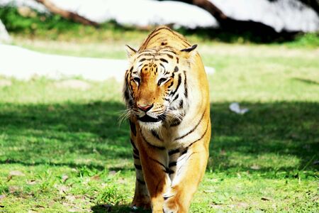 Tiger in the zooの素材