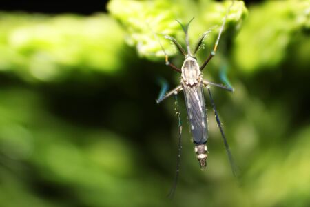 mosquito on the leafの写真素材
