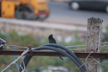 The Hair-crested Drongo or is a bird in Asia from the family Dicruridae which was conspecific with Dicrurus bracteatus or Spangled Drongo in which it can be tricky to differentiate from each otherの写真素材
