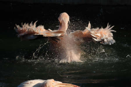 Great white or eastern white pelican, rosy pelican or white pelican is a bird in the pelican family.It breeds from southeastern Europe through Asia and in Africa in swamps and shallow lakes. - Imageの写真素材