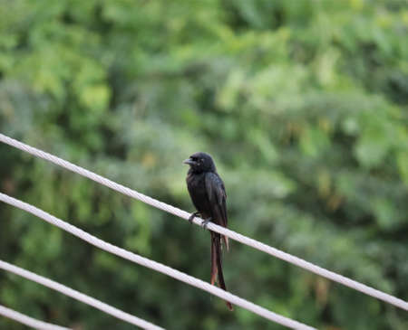 The Hair-crested Drongo or is a bird in Asia from the family Dicruridae which was conspecific with Dicrurus bracteatus or Spangled Drongo in which it can be tricky to differentiate from each otherの写真素材
