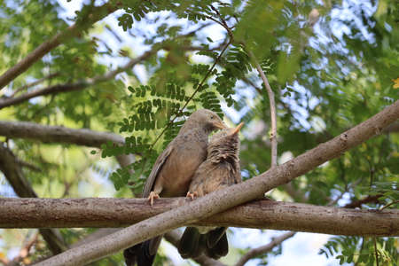 bird sparrow on a brown tree branchの写真素材