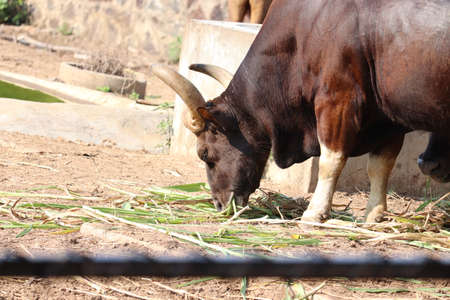 Awesome close view of Indian bison grazing grass on field of zoo.の写真素材