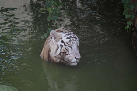 White tiger. Tiger in wild summer nature. White tiger walking / swimming in river. Action wildlife scene with danger animal. Singapore Terrain. Close up shot. - Imageの写真素材