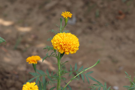 merygold flower in gardening home