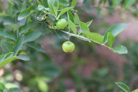 Delicious ripe sweet cherries as background, closeup view