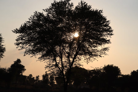 A tree stand in open field as the sun makers the morning fog glow around the tree.
