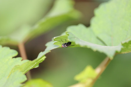 House fly, Fly, House fly on leaf.Lucilia sericata. Green bottle fly sitting on a leaf.
