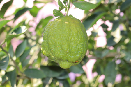 close up green lime and water on surface of lime leave and limes