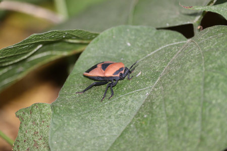 Fire bug(insect) is sitting on a plant .Shield bugs in close up .Macro shot of green shield bug...