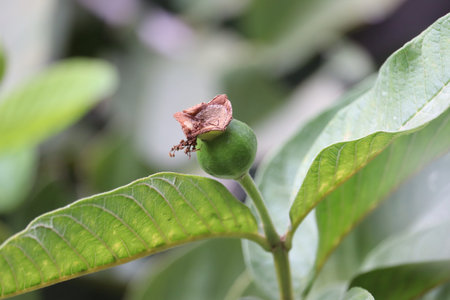 Guava leaves - Fresh guava leaves, young guava leaves, close-up details of guava leaves.Green guava...