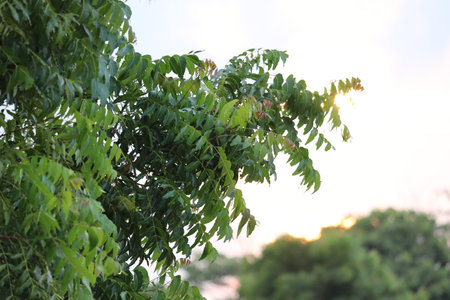 New top leaf of neem plant. Azadirachta indica -A branch of neem tree leaves. Natural Medicine.