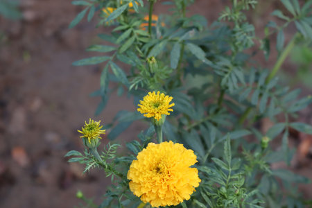 Orange marigolds on a flower bed closeup. Merigold flower, orange flower in garden