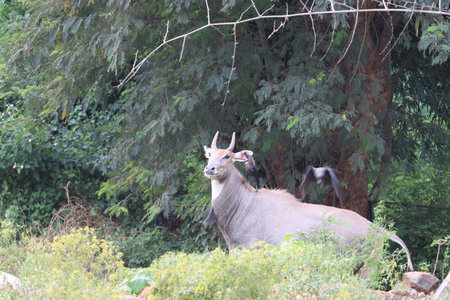 A Nilgai, also known as a blue bull stands proudly in his habitat surveying his surroundings.Nilgai in the Forestの写真素材