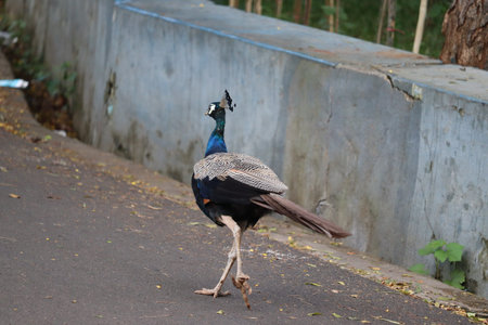 The royal beauty of the jungle. Peacock bird. Peacock or male peafowl with extravagant plumage....