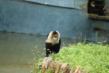 Portrait of Lion-tailed Macaque, Macaca silenus. Funny monkey, face to face look. Clear green...