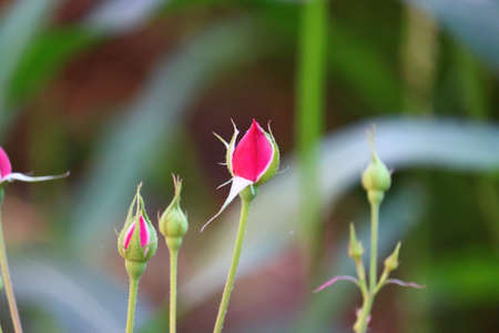 Red rose flower blooming in roses garden on background red roses flowers.vintage background little flowers, nature beautiful, toning design spring natureの写真素材
