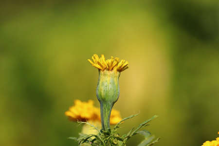 beautiful close up yellow meridold flower.Yellow merigold flower blooming in the park,indiaの写真素材