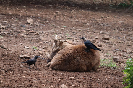 Adult deer with huge branched horns sitting on the stone.A young Red deer stag.の写真素材