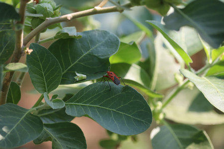 close up of a beetle sitting on a green leaf during summer.close up macro shot of a firebug...