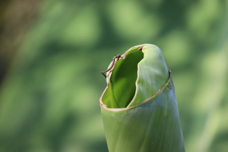 tropical banana palm leaf texture green background.Big green banana leaves in Asia(india)