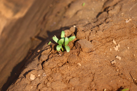 Small green fenugreek plant in the agriculture sandy farm (field)