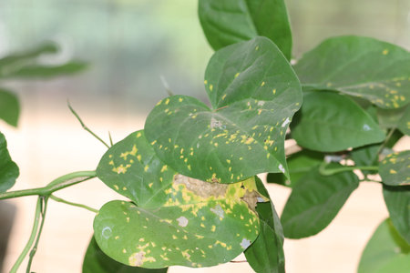 Fresh and ayurvedic giloy herbal leaves.Green leaf texture. Leaf texture background