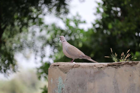 white Dove walks on the concrete rock surface.の写真素材