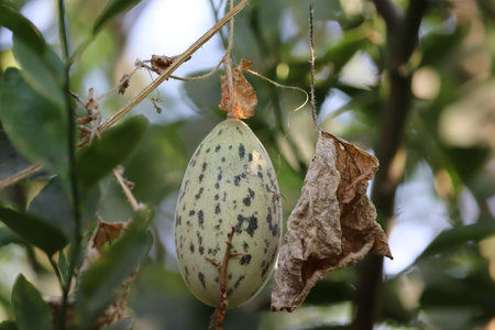 The growth and blooming of greenhouse cucumbers. the Bush cucumbers on the trellis. Cucumbers...