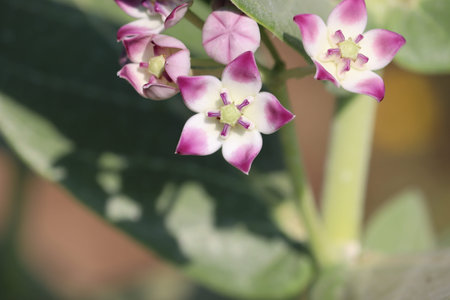 Purple Crown Flower ; Giant Indian Milkweed ; Gigantic Swallowwort (Scientific Name : Calotropis Gigantea )の写真素材