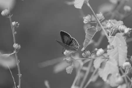 butterfly, insect,macro closeup shot of butterfly on the monochrome backgroundの写真素材