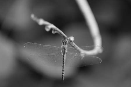 macro closeup shot of dragon fly on a black and white background and shadowsの写真素材