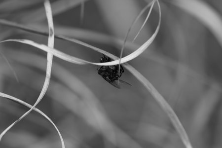 macro closeup shot of house fly on a black background and shadows