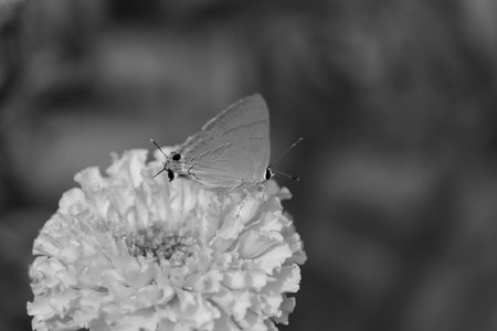 butterfly on marigold flowers close up in the garden on black and white background