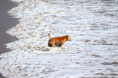 Yellow dog on the beach standing in summerの写真素材