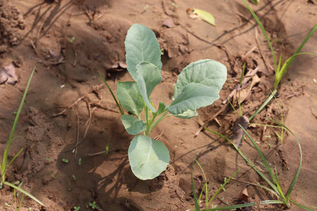 cabbage plant on a sandy background. In the tropical farm