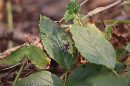 Housefly sitting on green leaf shot