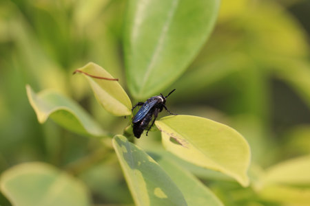 A black wasp perched on a tree branch in autumn