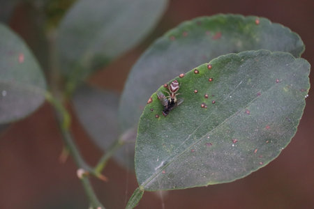 Close up spider killing and eating housefly in the nature