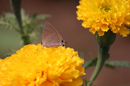 rare white butterfly insect perched on a marigold flower in springs on marigold garden