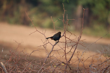 Cute little bird. autumn nature background. Common black bird