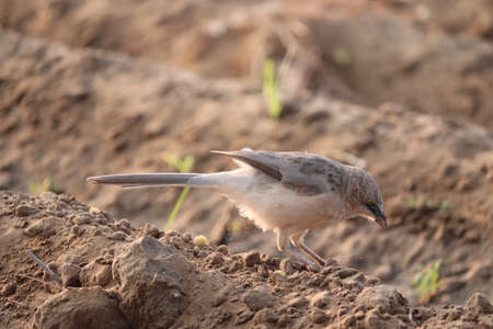 Cute little bird. brown nature background. Common birdの写真素材