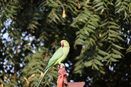 A parrot resting on iron rod , outdoors birds