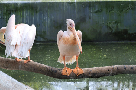 The great white pelican aka the eastern white pelican, rosy pelican or white pelican, outdoor birds