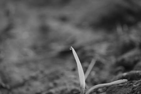 monochrome photo of close up of A green corn plant with water drop on plant leaf in morning , black and white backgroundの写真素材