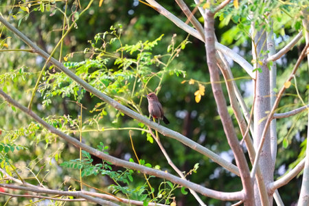 Beautiful close up of bird's expression as it is sitting on a green tree branch on a bright sunny day with vibrant green and yellow leaves in the background. bird backgroundの写真素材