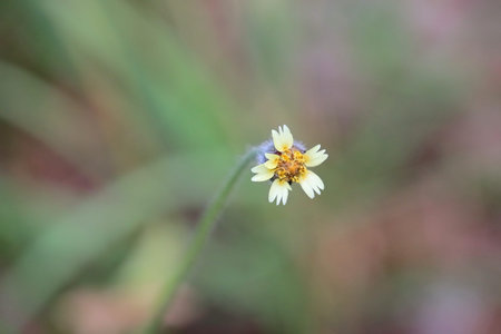 close up of Spring grass background with white flowers and grass , blur spring background