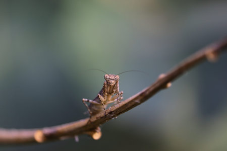 The European mantis (Mantis religiosa) is a large hemimetabolic insect Their common name is praying...