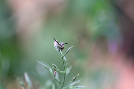 Wasp sitting on head of green plant, close up of female wasp on garden in morning
